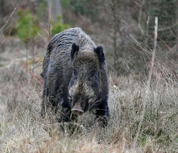Bild eines Wildschweins